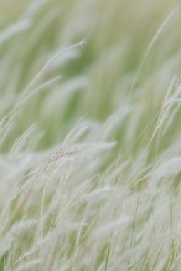 Yaz arkaplanı, rüzgarda esen kuru çimen çiçeği, rüzgarda sallanan kırmızı kamış, güzel doğa arka planı.