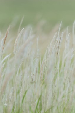 Yaz arkaplanı, rüzgarda esen kuru çimen çiçeği, rüzgarda sallanan kırmızı kamış, güzel doğa arka planı.