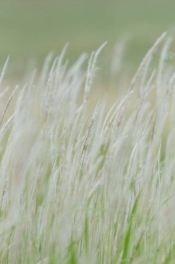 Yaz arkaplanı, rüzgarda esen kuru çimen çiçeği, rüzgarda sallanan kırmızı kamış, güzel doğa arka planı.