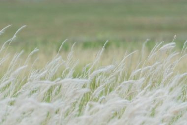 Yaz arkaplanı, rüzgarda esen kuru çimen çiçeği, rüzgarda sallanan kırmızı kamış, güzel doğa arka planı.