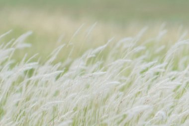 Yaz arkaplanı, rüzgarda esen kuru çimen çiçeği, rüzgarda sallanan kırmızı kamış, güzel doğa arka planı.