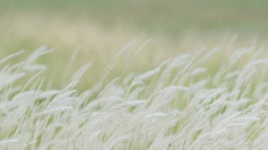 Yaz arkaplanı, rüzgarda esen kuru çimen çiçeği, rüzgarda sallanan kırmızı kamış, güzel doğa arka planı.