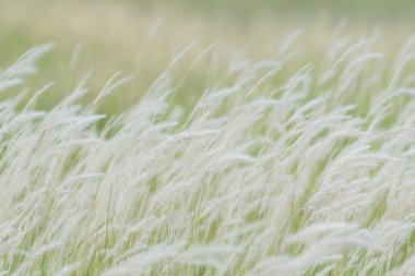 Yaz arkaplanı, rüzgarda esen kuru çimen çiçeği, rüzgarda sallanan kırmızı kamış, güzel doğa arka planı.
