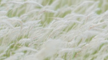Yaz arkaplanı, rüzgarda esen kuru çimen çiçeği, rüzgarda sallanan kırmızı kamış, güzel doğa arka planı.