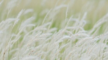 Yaz arkaplanı, rüzgarda esen kuru çimen çiçeği, rüzgarda sallanan kırmızı kamış, güzel doğa arka planı.