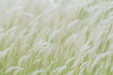 Yaz arkaplanı, rüzgarda esen kuru çimen çiçeği, rüzgarda sallanan kırmızı kamış, güzel doğa arka planı.