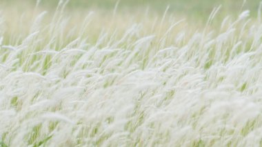 Yaz arkaplanı, rüzgarda esen kuru çimen çiçeği, rüzgarda sallanan kırmızı kamış, güzel doğa arka planı.