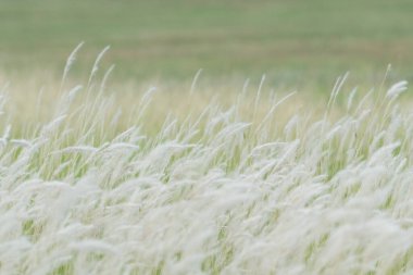 Yaz arkaplanı, rüzgarda esen kuru çimen çiçeği, rüzgarda sallanan kırmızı kamış, güzel doğa arka planı.