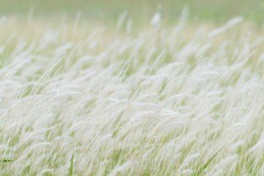 Yaz arkaplanı, rüzgarda esen kuru çimen çiçeği, rüzgarda sallanan kırmızı kamış, güzel doğa arka planı.