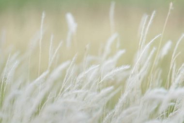 Yaz arkaplanı, rüzgarda esen kuru çimen çiçeği, rüzgarda sallanan kırmızı kamış, güzel doğa arka planı.
