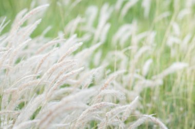 Yaz arkaplanı, rüzgarda esen kuru çimen çiçeği, rüzgarda sallanan kırmızı kamış, güzel doğa arka planı.