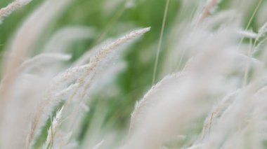 kuru çim, açık hava, üfleme, sıcak, portakal, çiçek, kuru, su, ışık, bitki, tüy, rüzgar, mor, gün batımı, aydınlatma, menekşe, saz, manzara, çimen, altın, güneş, geri dönüş, kış, altın, üfleme, set, doğa, yumuşak, tüylü, arka plan, parlak