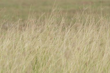 kuru çim, açık hava, üfleme, sıcak, portakal, çiçek, kuru, su, ışık, bitki, tüy, rüzgar, mor, gün batımı, aydınlatma, menekşe, saz, manzara, çimen, altın, güneş, geri dönüş, kış, altın, üfleme, set, doğa, yumuşak, tüylü, arka plan, parlak