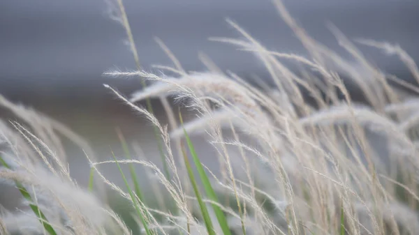 Summer Background Dry Grass Flower Blowing Wind Red Reed Sway — Stock Photo, Image