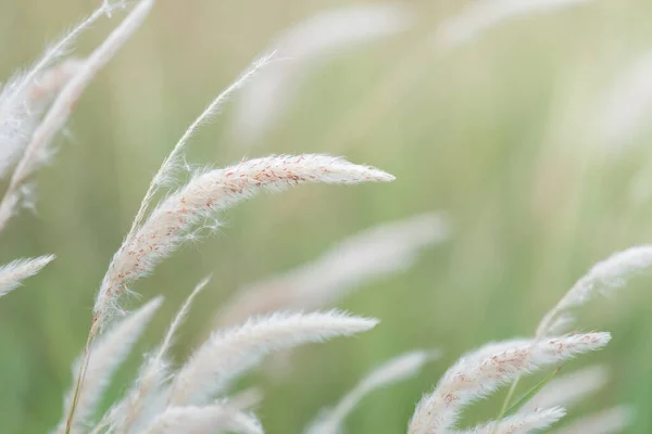 dry grass, outdoor, blowing, warm, orange, flower, dry, water, light, plant, fluff, wind, rays, purple, sunset, illuminated, violet, reed, view, grass, gold, sun, back, winter, golden, blow, set, nature, soft, fuzzy, fluffy, backlit, bright