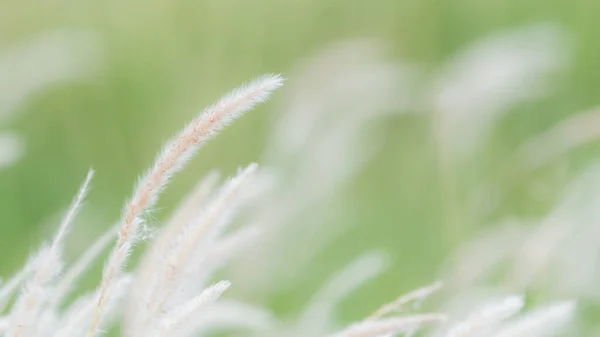 dry grass, outdoor, blowing, warm, orange, flower, dry, water, light, plant, fluff, wind, rays, purple, sunset, illuminated, violet, reed, view, grass, gold, sun, back, winter, golden, blow, set, nature, soft, fuzzy, fluffy, backlit, bright