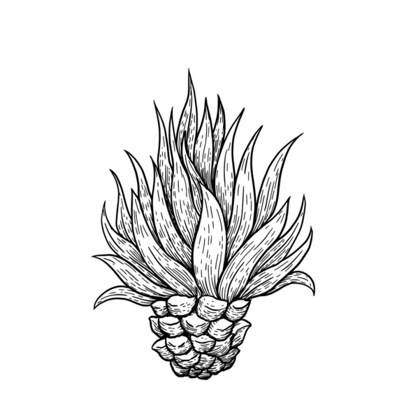 Agave azul dibujado a mano, ingrediente principal del tequila, ilustración vectorial del estilo del boceto aislada sobre fondo blanco. Dibujo en blanco y negro de cactus de agave, vista lateral, ilustración colorida — Vector de stock