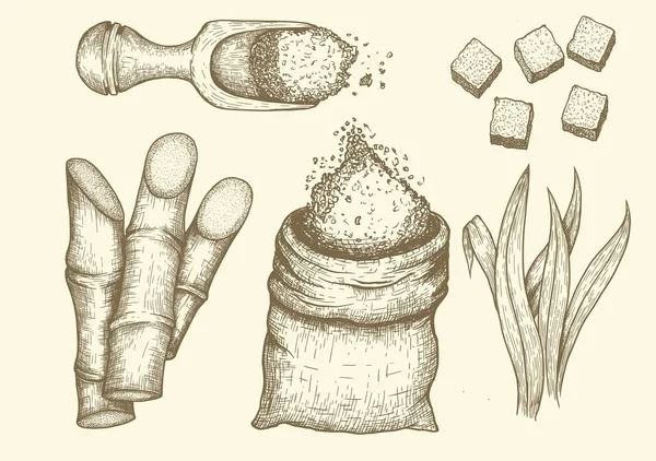 Sammlung von Zuckerrohr: Rohrzucker und Zuckerrohr. Vektor handgezeichnete gestochene Set-Illustration. — Stockvektor