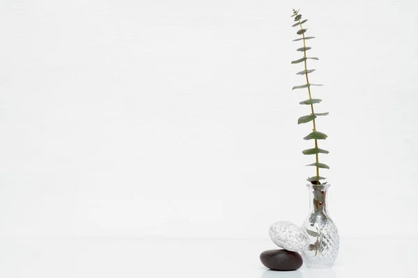 Eukalyptuszweig Mit Grünen Blättern Einer Glasflasche Vor Weißem Hintergrund — Stockfoto
