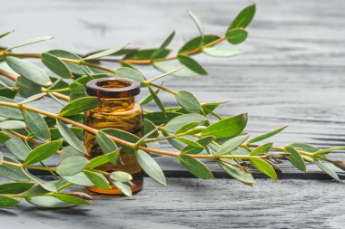 Şişede gerekli okaliptüs yağı ve yeşil yapraklı bir okaliptüs ağacı dalı..