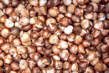 Kahverengi lale soğanları desen arkaplan görünümü.