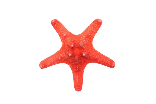 Rode Starfish Geïsoleerd Witte Achtergrond — Stockfoto