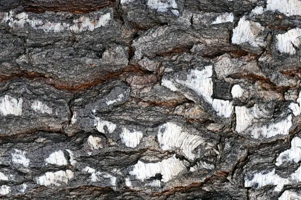 Betulla Struttura Corteccia Primo Piano Sfondo — Foto Stock