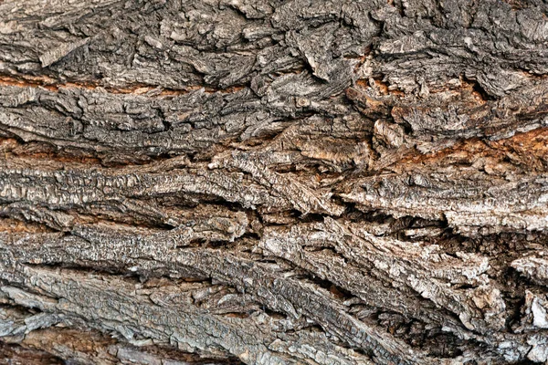 Struttura Della Corteccia Dell Albero Primo Piano Sfondo — Foto Stock