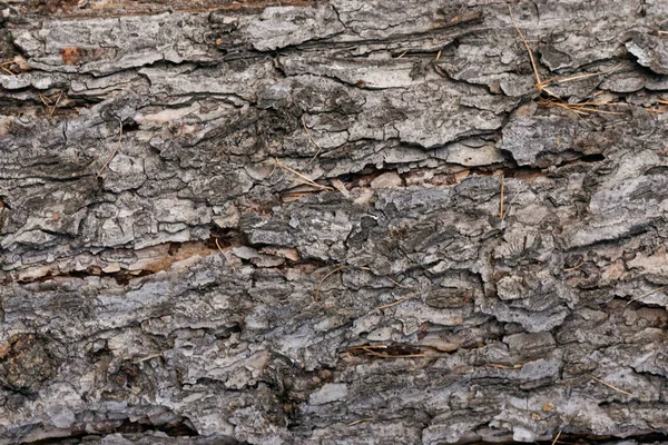 Drzewo Kora Tekstura Zamknąć Górę Tło — Zdjęcie stockowe