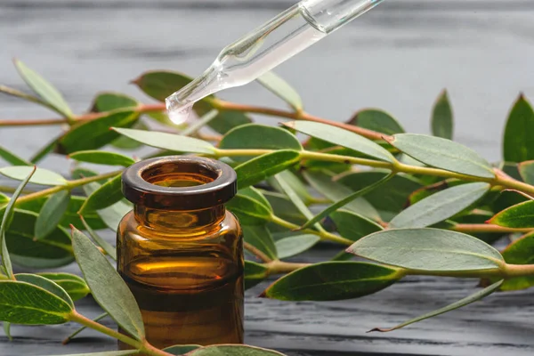 Ätherisches Eukalyptusöl Der Flasche Und Ein Baum Eukalyptuszweig Mit Grünen — Stockfoto