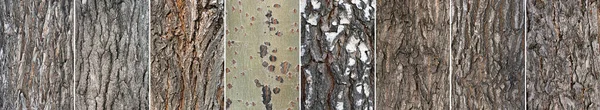 Baumrinde Texturen Sammlung Nahaufnahme Hintergrund — Stockfoto