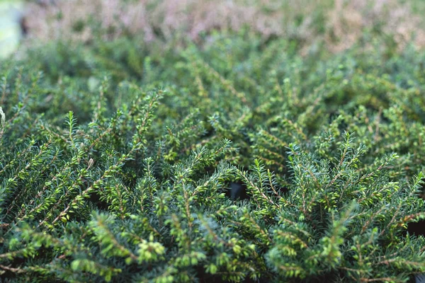 爱丽卡草本植物与抽象背景紧密相连 — 图库照片