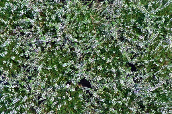 爱丽卡草本植物与抽象背景紧密相连 — 图库照片