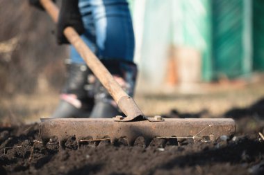 Bahçıvan tarlasında bir tırmıkla toprağı gevşetiyor..