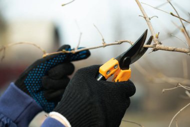 Bahçıvan bir ağaç dalını budayarak kesiyor..