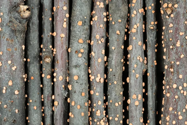 Turuncu Mantarlı Kurumuş Guelder Gül Dalları Soyut Arkaplanı Kapatın — Stok fotoğraf
