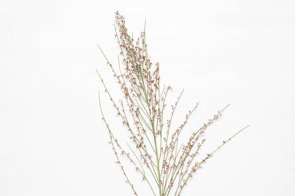 Rostlina Větev Květinami Bílém Pozadí — Stock fotografie