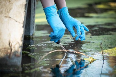 Havuz suyu kirliliği kavramı. Bilim adamı kirli su örneklerini bir göletten test tüpüne alıyor..