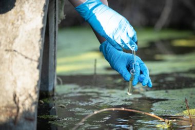 Havuz suyu kirliliği kavramı. Bilim adamı kirli su örneklerini bir göletten test tüpüne alıyor..