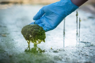 Havuz suyu kirliliği kavramı. Bilim adamları elinde çiçek açan çamuru tutuyor..