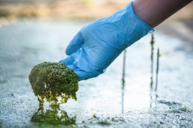 Havuz suyu kirliliği kavramı. Bilim adamları elinde çiçek açan çamuru tutuyor..