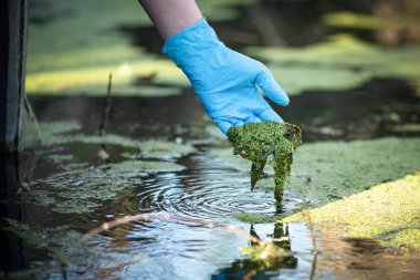Havuz suyu kirliliği kavramı. Bilim adamları elinde çiçek açan çamuru tutuyor..