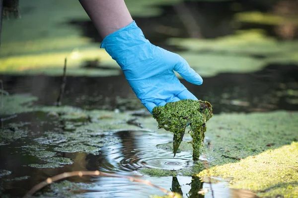 Pond water pollution concept. Scientists holds blooming mud in his hand close up.