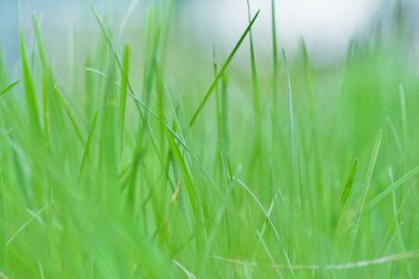 Yeşil çimenler soyut arkaplanı kapatır.