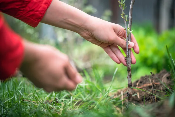 Gardener Planting Sea Buckthorn Tree Branch Close — Stok Foto