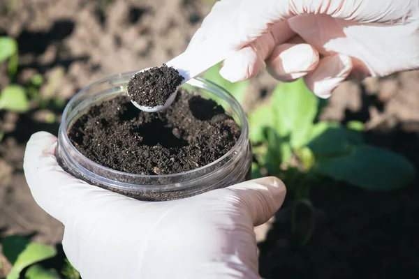 Toprak bilimi konsepti. Bir bilim adamı yakın mesafeden toprak örneği alıyor..