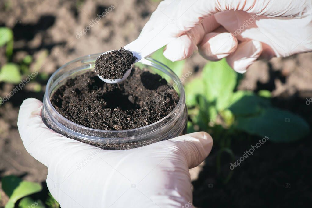 Soil science concept. A scientist is taking a sample of soil close up.