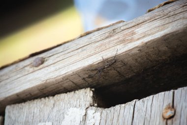 Duvarda küçük bir örümcek var. Yaklaş..