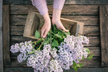 Bahçıvan elleri çiçek açan leylak ağacının dallarıyla bahçenin ahşap arka planında.