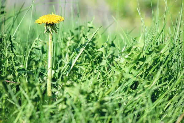 Eine Löwenzahnblume Die Gras Aus Nächster Nähe Wächst — Stockfoto